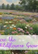 Where the Wildflowers Grow